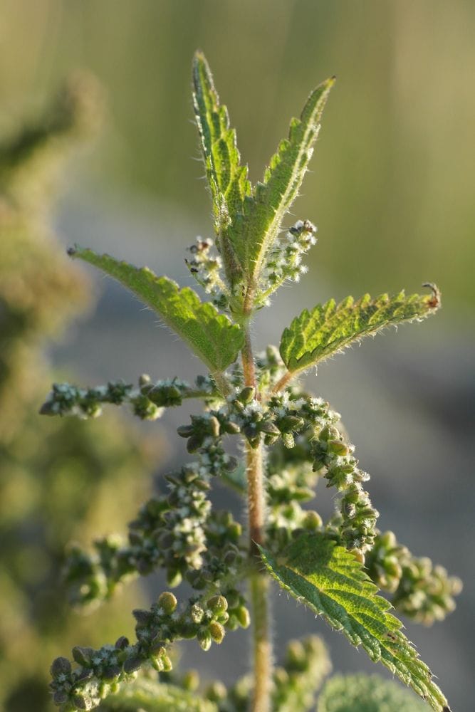 Urtica dioica